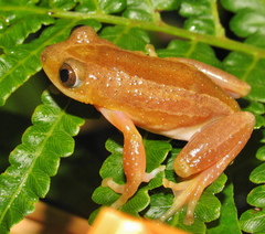 Afrixalus fornasini