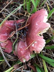 Russula placita