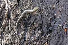 Cryptoblepharus metallicus