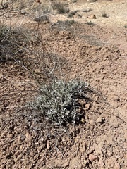 Eriogonum strictum