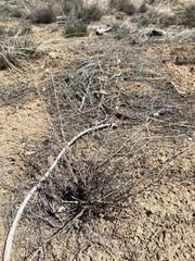 Monardella angustifolia