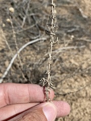 Monardella angustifolia