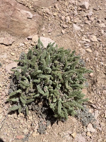 Image of Grimy Mousetail (Ivesia rhypara) by (c) Matt Berger, some rights reserved (CC BY)