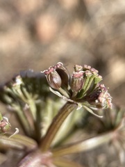 Lomatium canbyi