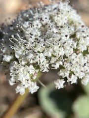 Lomatium canbyi