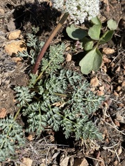 Lomatium canbyi
