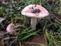Russula placita