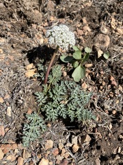 Lomatium canbyi