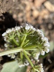 Lomatium canbyi