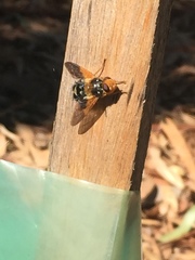 Microtropesa sinuata