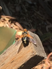 Microtropesa sinuata