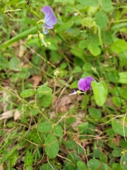 Swainsona brachycarpa