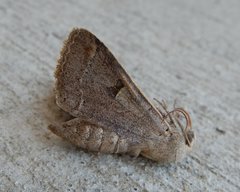 Cissusa indiscreta