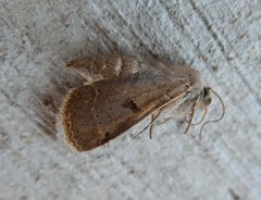 Cissusa indiscreta