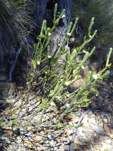 Image of Pimelea phylicoides by no rights reserved