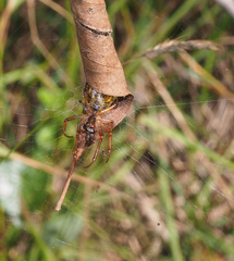 Phonognatha