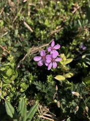 Erodium cicutarium