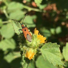Aulacosternum nigrorubrum