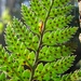 Polystichum neozelandicum zerophyllum - Photo (c) Jon Sullivan, some rights reserved (CC BY)