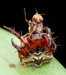 Arkys speechleyi