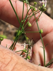 Mitrasacme polymorpha