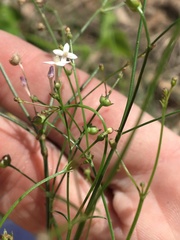 Mitrasacme polymorpha