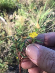 Portulaca australis