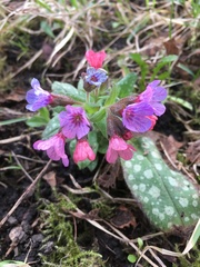 Pulmonaria officinalis