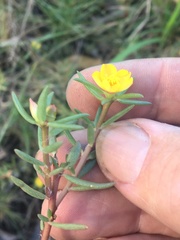 Portulaca australis