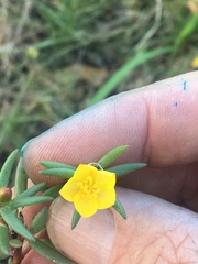 Portulaca australis
