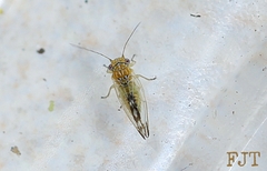Heteropsylla texana
