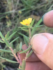 Portulaca australis