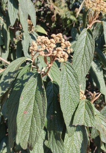 kalina vráskolistá (Viburnum rhytidophyllum)