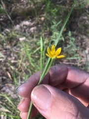 Hypoxis pratensis