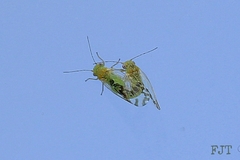 Heteropsylla texana