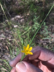 Hypoxis pratensis