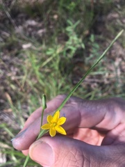 Hypoxis pratensis
