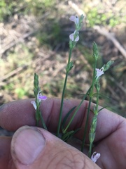 Rostellularia adscendens