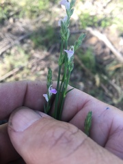 Rostellularia adscendens