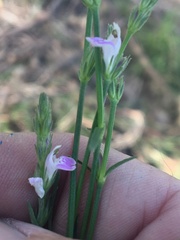 Rostellularia adscendens