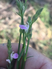 Rostellularia adscendens