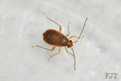 Ceratocapsini