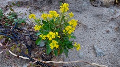 Barbarea rupicola