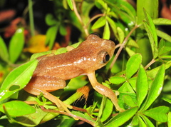 Afrixalus fornasini