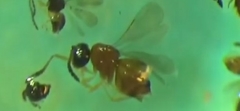 Aphanogmus