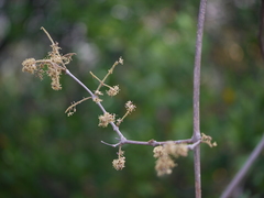 Combretaceae