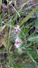 Silene disticha