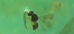 Aphanogmus