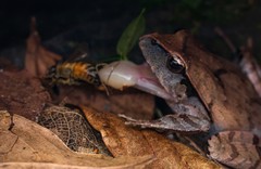 Platyplectrum fletcheri