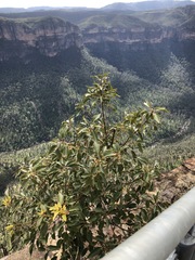 Brachychiton populneus populneus